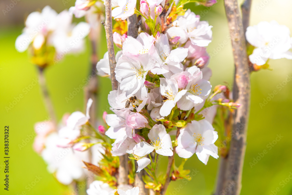 sunny, bright, vibrant spring background with blur effect sunny, bright, vibrant spring background with blur effect