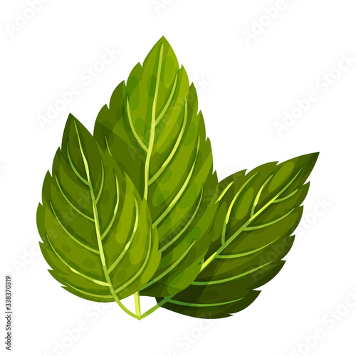 Aromatic Oblong Mint Leaves with Veins Isolated on White Background Vector Illustration