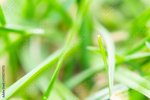 Summer green grass closeup. Large leaves. Agricultural field with plants in the sun. Background for graphic design of agro booklet.