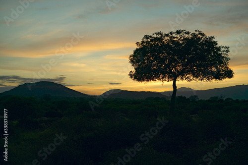 Sunset Acacia tree in Tsavo National park, Kenya, Africa © spiritofamerica