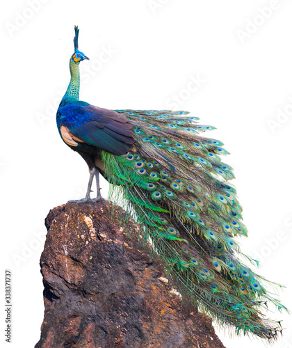 Beautiful peacock on a rock on white background.