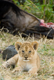 Lion cub next to a fresh kill, Maasai Mara, Kenya