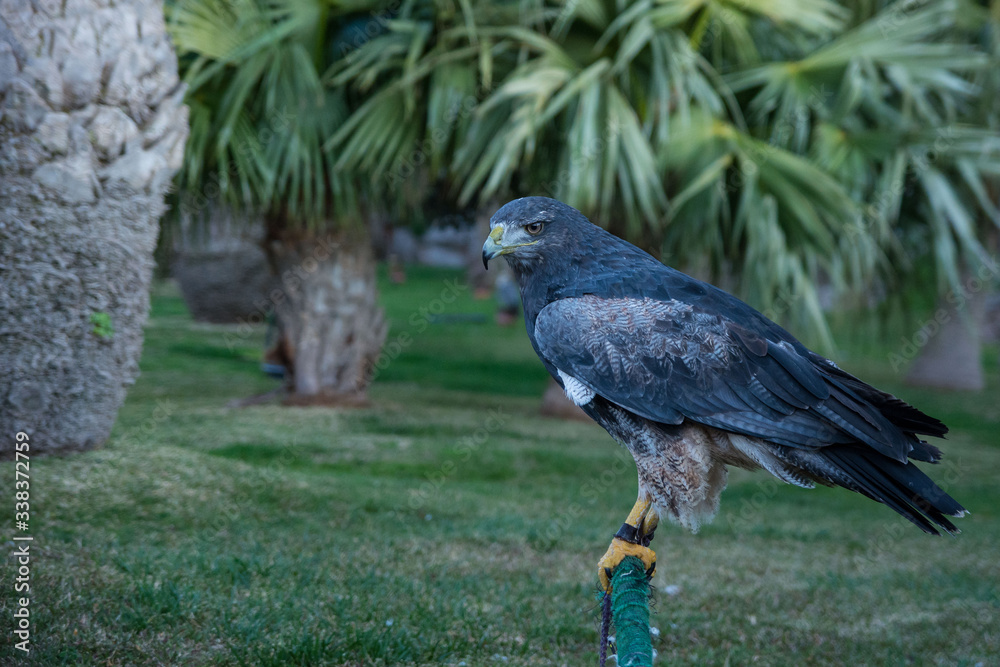 Obraz premium A black-chested buzzard-eagle (Geranoaetus melanoleucus) close up portrait.