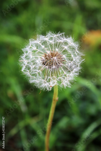 Fleurs des Champs