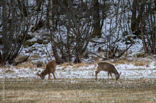 Roe deer on spring pasture in Brønnøy municipality, Nordland county