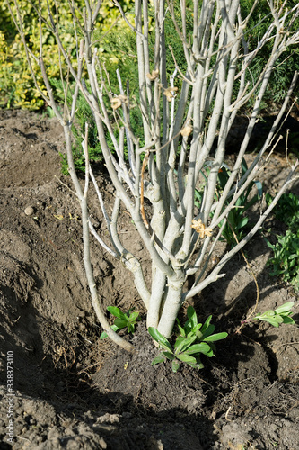 Konstfotografi replanting the bush in the spring in the garden