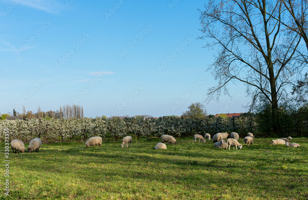 Flock of sheep grazing in a green meadow and the background of apple blossoms