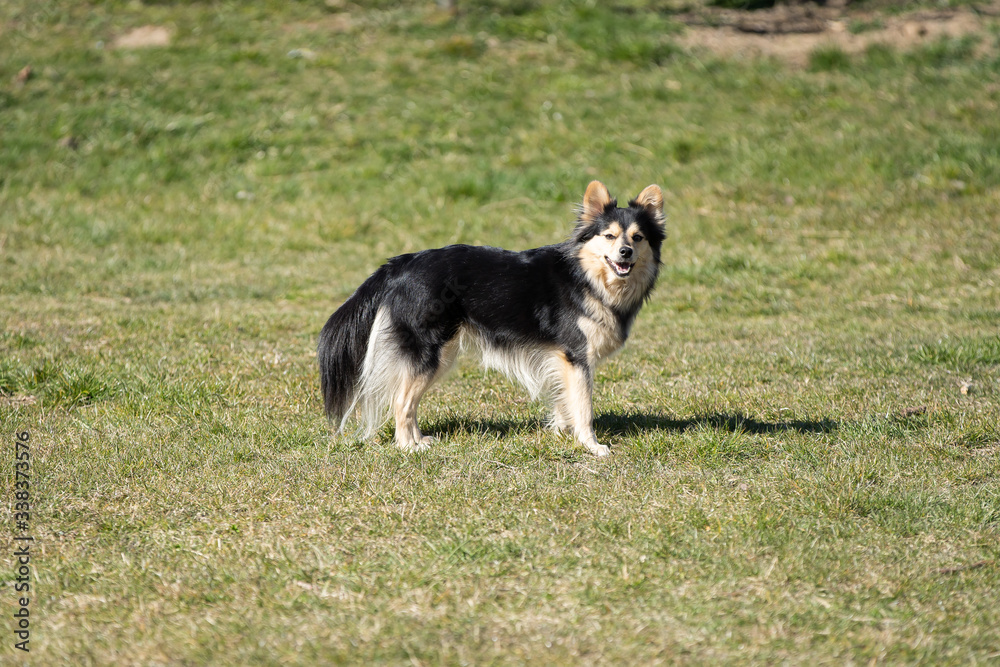 A cream-black dog with long hair stands proudly on green grass.