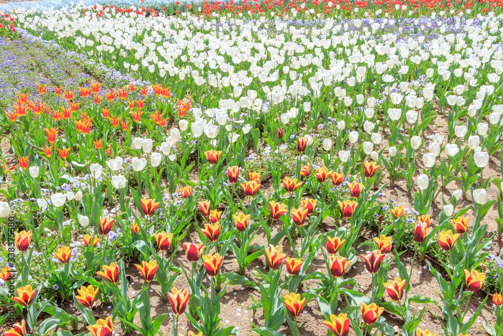 チューリップ　火の山公園トルコチューリップ園　山口県下関市　 Tulips Hinoyama Park Yamaguchi Shimonoseki city