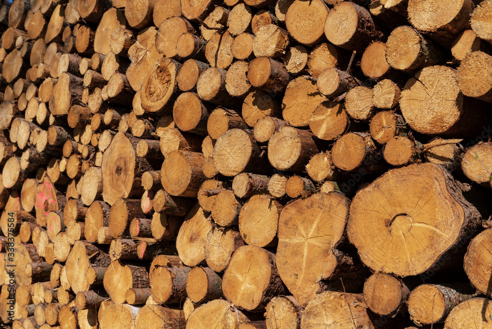 stack of tree trunks stack of tree trunks