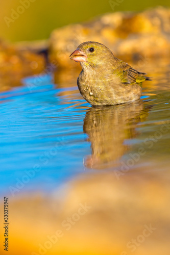 Female Greenfinch, Carduelis chloris, Verderón Común,  Forest Pond, Castilla y León, Spain, Europe photo