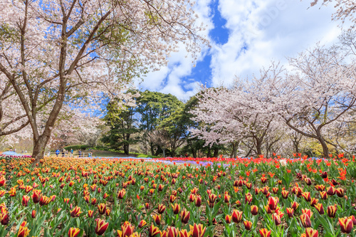 Wallpaper Mural 火の山公園トルコチューリップ園　山口県下関市 Torontodigital.ca