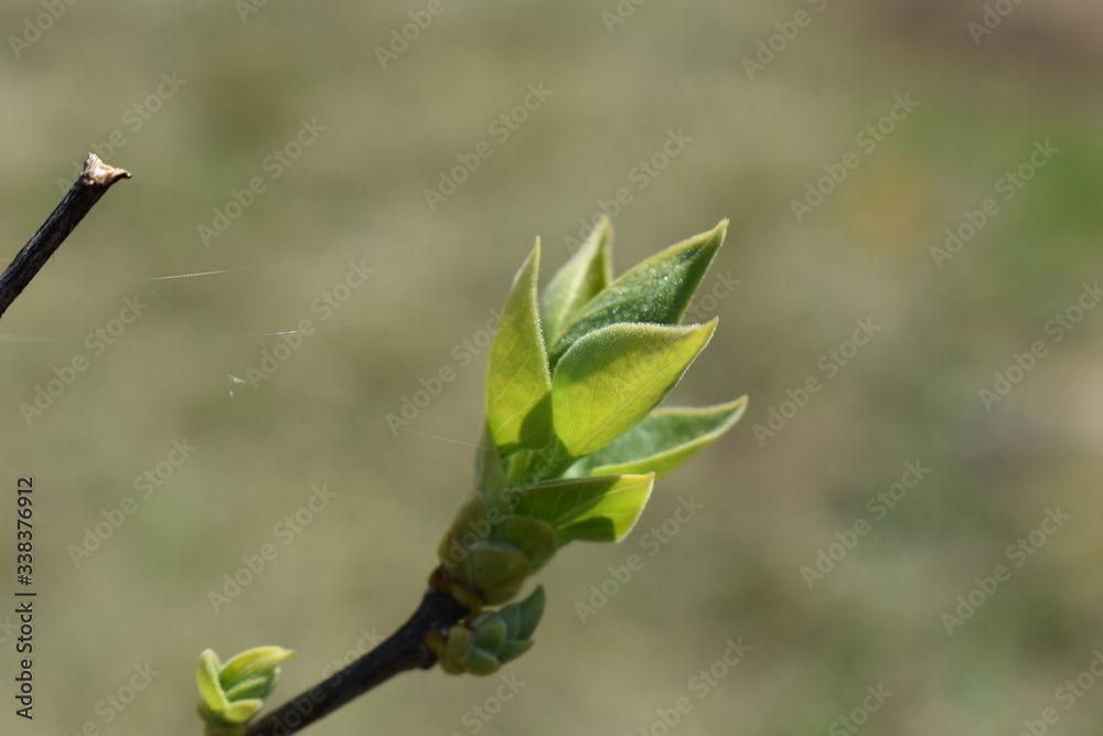 bud of a tree bud of a tree