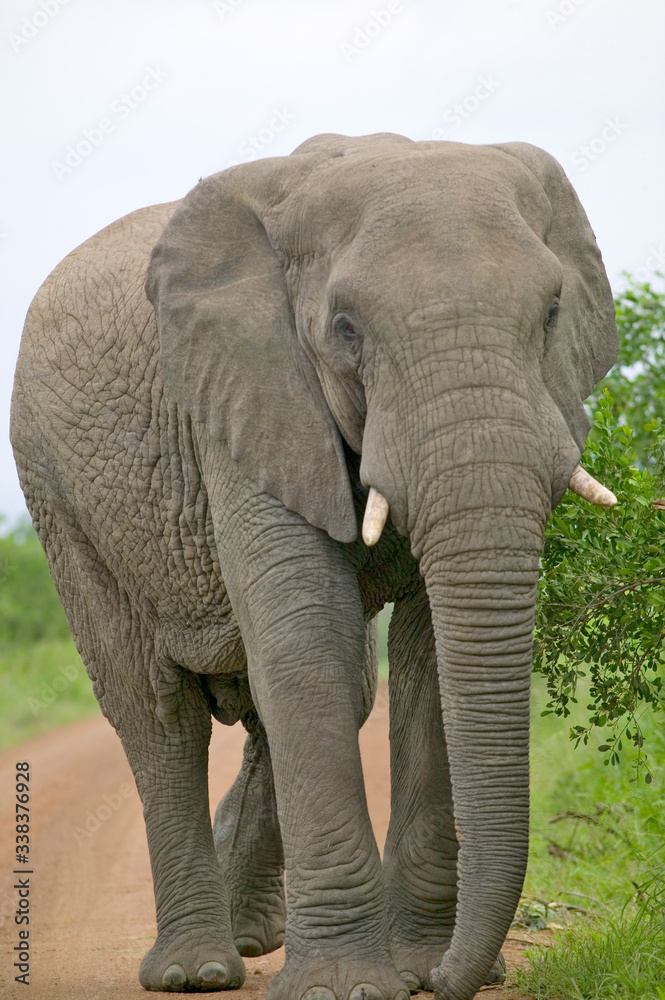 Male elephant with Ivory tusks walking down road through Umfolozi Game Reserve, South Africa, established in 1897