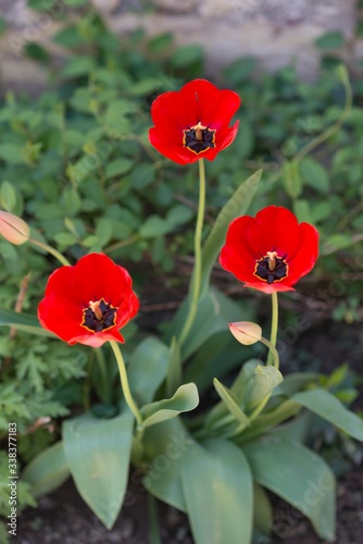 red tulip flowers in garden