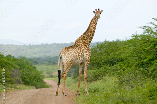 Giraffe on dusty road looking into camera in Umfolozi Game Reserve  South Africa  established in 1897