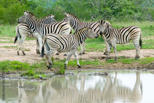 Herd of Zebra reflected at watering pond in Umfolozi Game Reserve, South Africa, established in 1897 photo