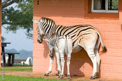 Mother and baby Zebra in front of house in Umfolozi Game Reserve, South Africa, established in 1897 photo