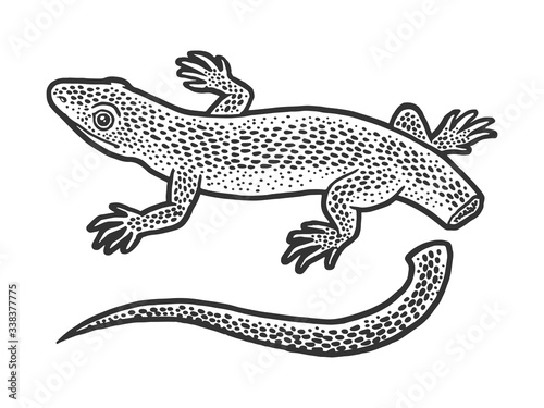 Lizard with self amputated tail Autotomy sketch engraving vector illustration. T-shirt apparel print design. Scratch board imitation. Black and white hand drawn image.