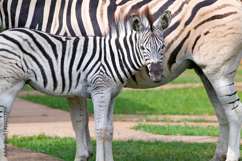 Mother and baby Zebra standing in front of house in Umfolozi Game Reserve, South Africa, established in 1897 photo