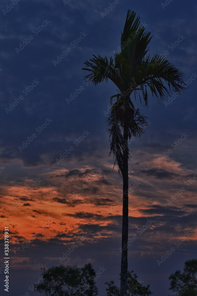 Fototapeta palm tree at sunset