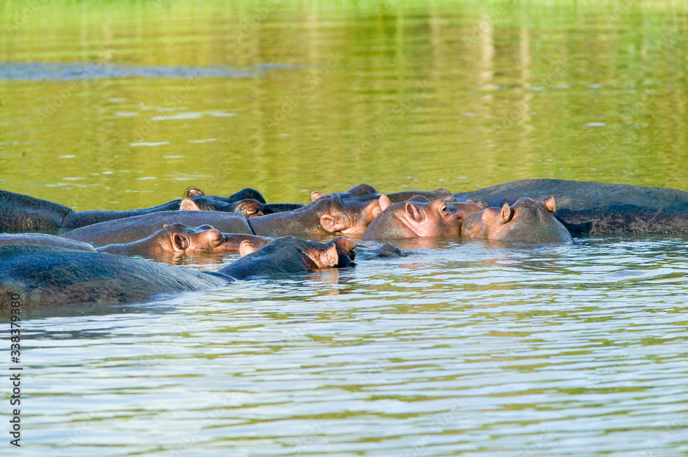 Fototapeta premium Group of hippos relaxing in water in the Greater St. Lucia Wetland Park World Heritage Site, St. Lucia, South Africa
