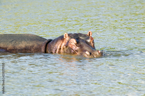 Hippo relaxing in water in the Greater St. Lucia Wetland Park World Heritage Site, St. Lucia, South Africa