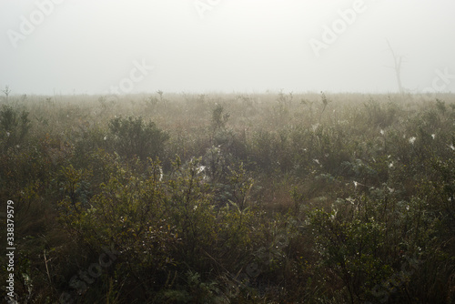 earlier foggy morning, dew accumulated on the grass, leaves of shrubs