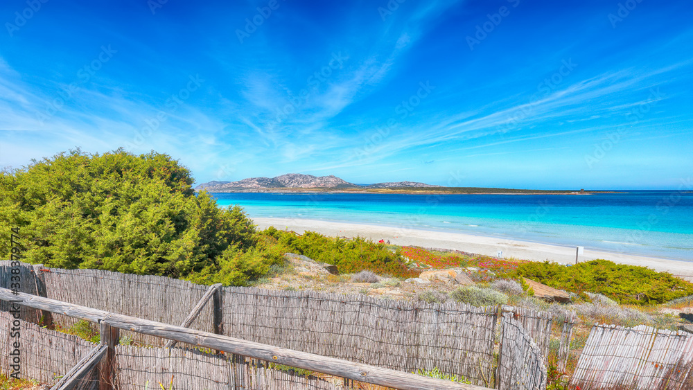 Fantastic blooming flowers on Famous La Pelosa beach with fence next to Fantastic blooming flowers on Famous La Pelosa beach with fence next to