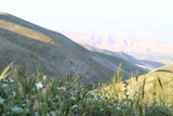 The Jordan Valley - Israel
Wildflowers