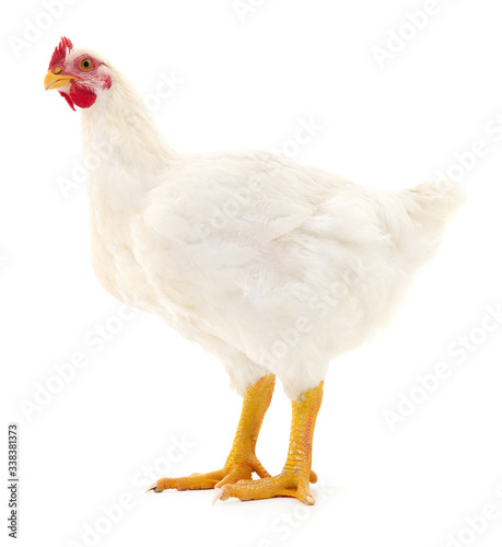 white hen isolated.
