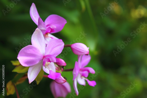 a photo of a colorful flower that looks very beautiful in the middle of the garden during the day