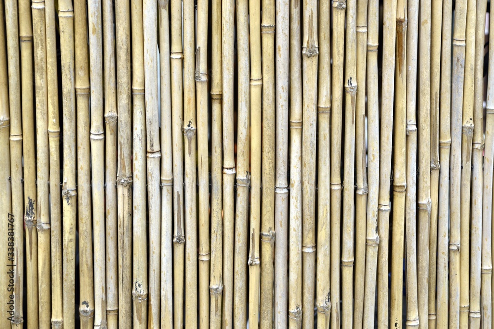 Bamboo fence in a Japanese garden Bamboo fence in a Japanese garden
