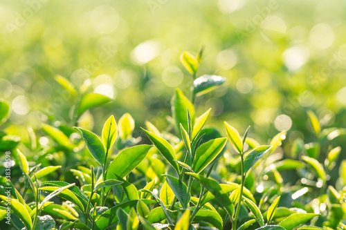 Green tea field in the morning light ,organic tea plantations at chiangrai thailand