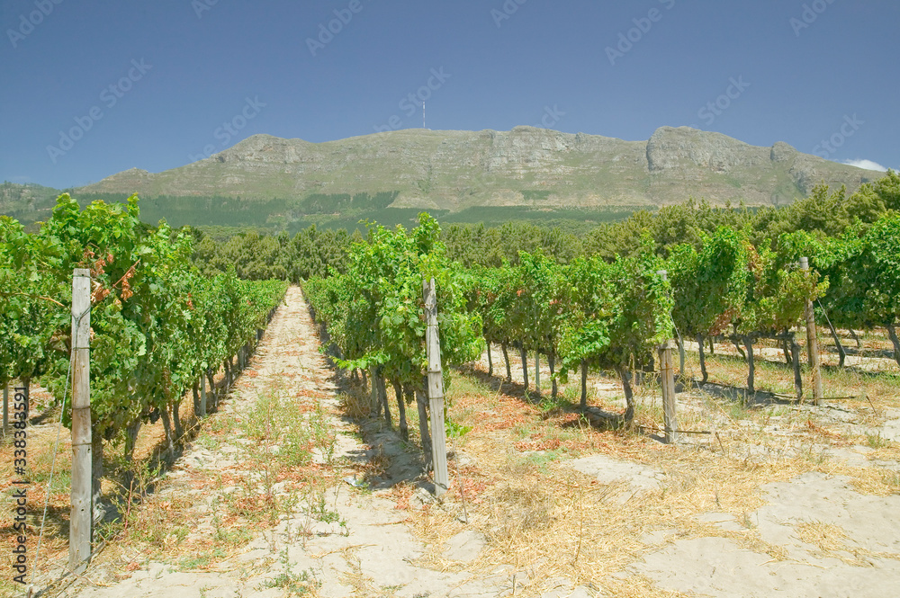 Constantia Wine Vineyards outside of Cape Town, South Africa