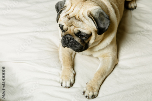 A cute beige pug dog is lying on a bed with light bedding and is looking sadly. Beautiful, purebred pug. The concept of a cozy home with pets.