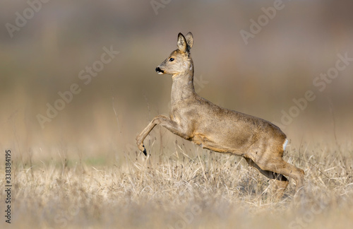 Roe deer ( Capreolus capreolus ) jumping