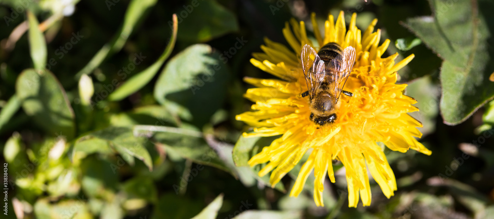 Bee pollinates a yellow dandelion. Symbol of spring Bee pollinates a yellow dandelion. Symbol of spring