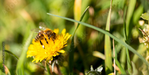 Bee pollinates a yellow dandelion. Symbol of spring