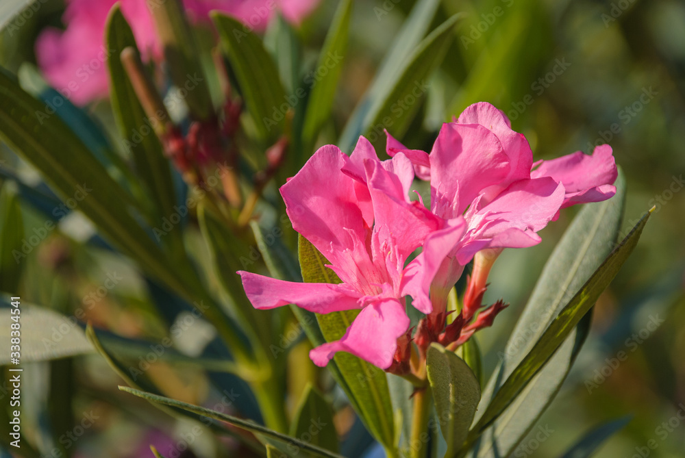 Obraz premium Oleander