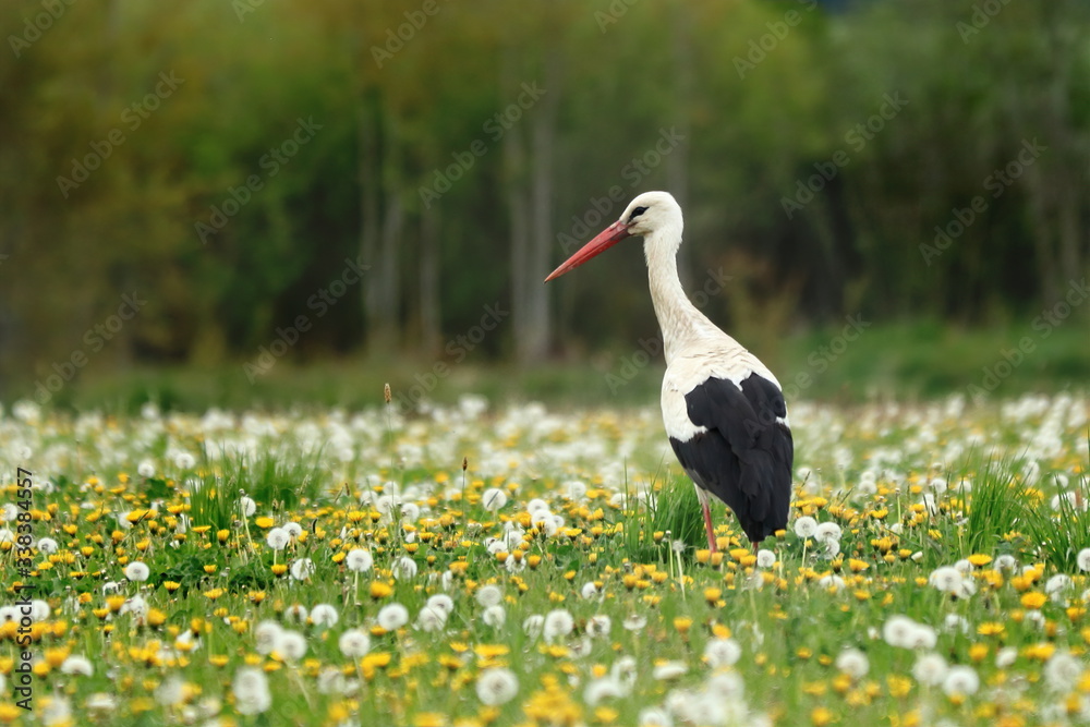 Fototapeta premium White stork (Ciconia ciconia) standing on meadow with green grass, yellow and white blossoms. Black and white bird with long red beak. Wildlife scene from nature. Habitat Europe, Africa, Asia.