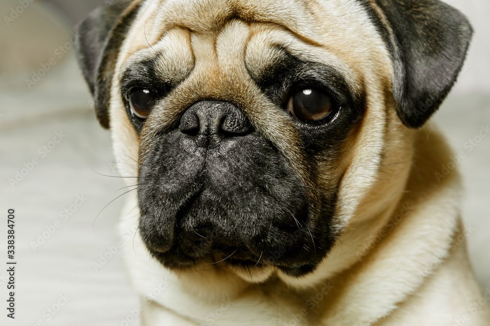  A close-up portrait of a beige pug dog with sad eyes. Beautiful, purebred pug. The concept of a cozy home with pets.
