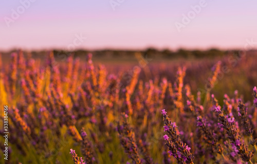 Lavender field in summer.
