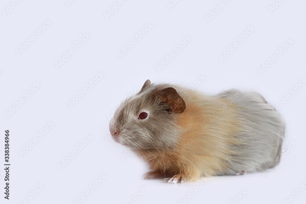 Portrait of guinea pig isolated on white background. Tri-color pet with red eyes. Animal with brown, orange and grey fur. Copy space. Portrait of guinea pig isolated on white background. Tri-color pet with red eyes. Animal with brown, orange and grey fur. Copy space.