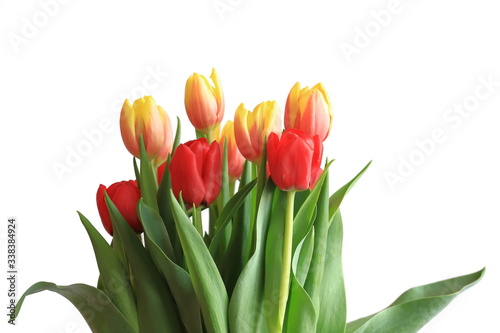 Bouquet of fresh red and yellow-orange tulips isolated on white background. Composition with colorful spring flowers. Empty copy space.