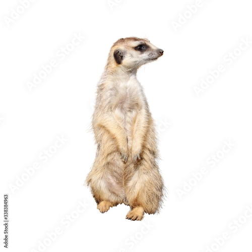 Billede på lærred Meerkat (Suricata suricatta) sits and looking around