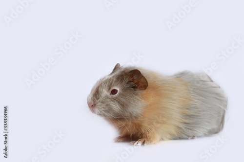 Portrait of guinea pig isolated on white background. Tri-color pet with red eyes. Animal with brown, orange and grey fur. Copy space.