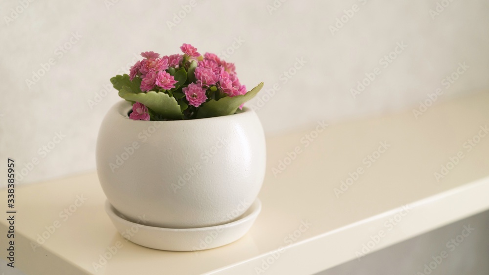 Kalanchoe flower in a pot. pink Kalanchoe flowers in a pot on a white background Kalanchoe flower in a pot. pink Kalanchoe flowers in a pot on a white background