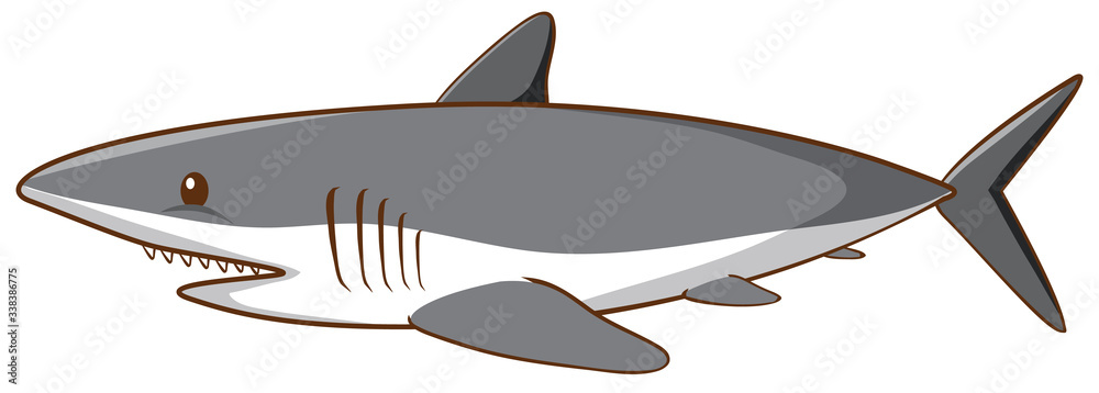 Great white shark on white background Great white shark on white background