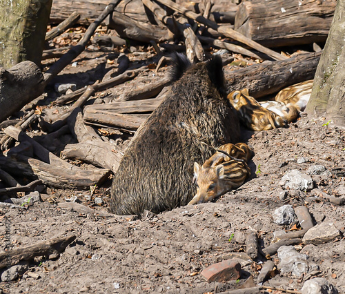 Wildschwein Familie mit Frischlingen am schlafen / wild boar family with youngsters sleeping photo